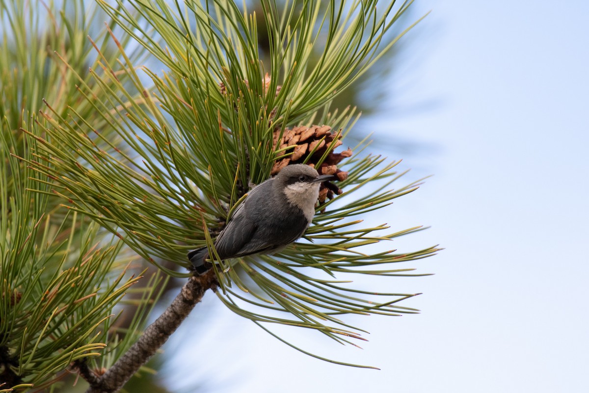 Pygmy Nuthatch - ML234200181