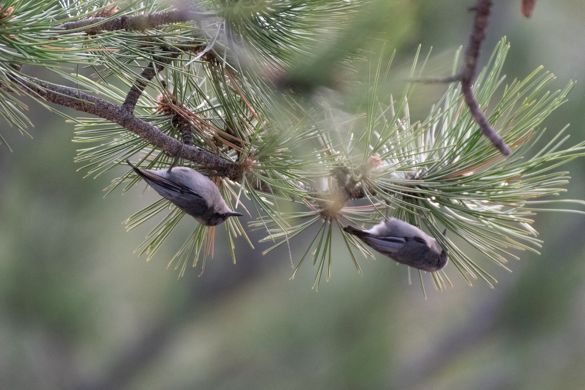 Pygmy Nuthatch - ML234200211