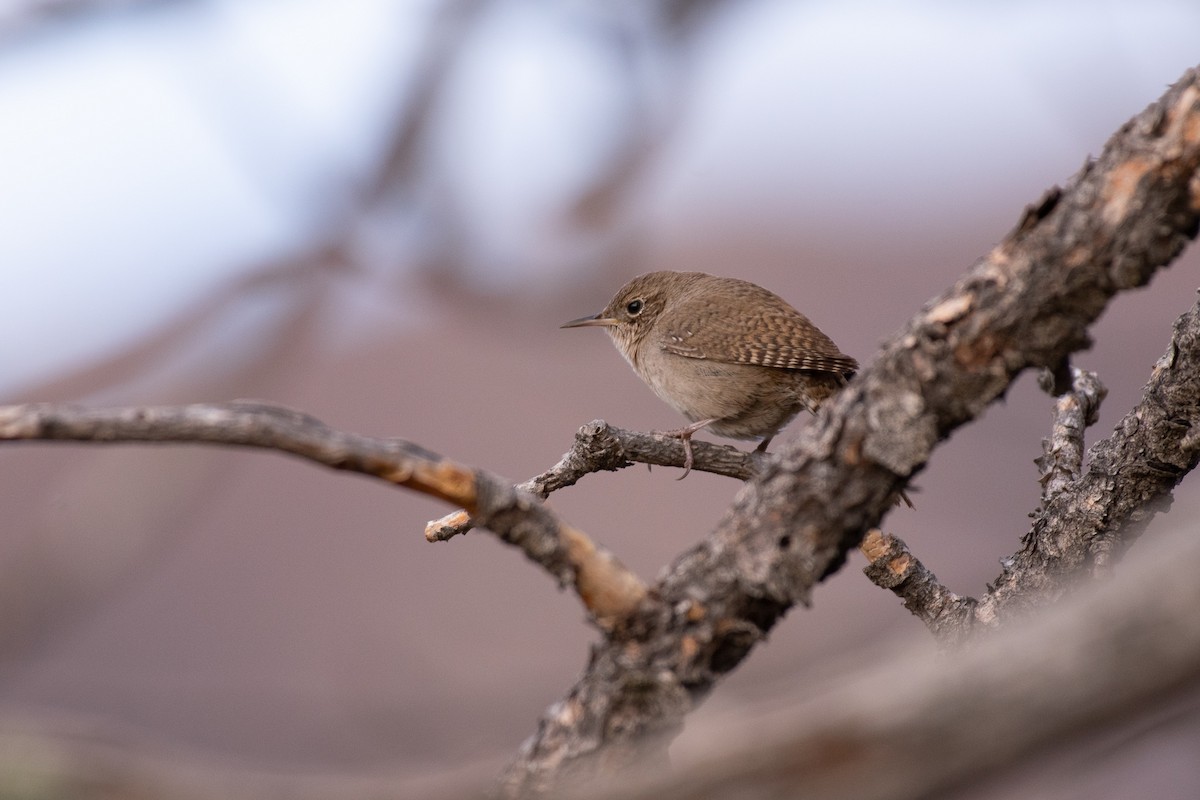 Northern House Wren - ML234200611