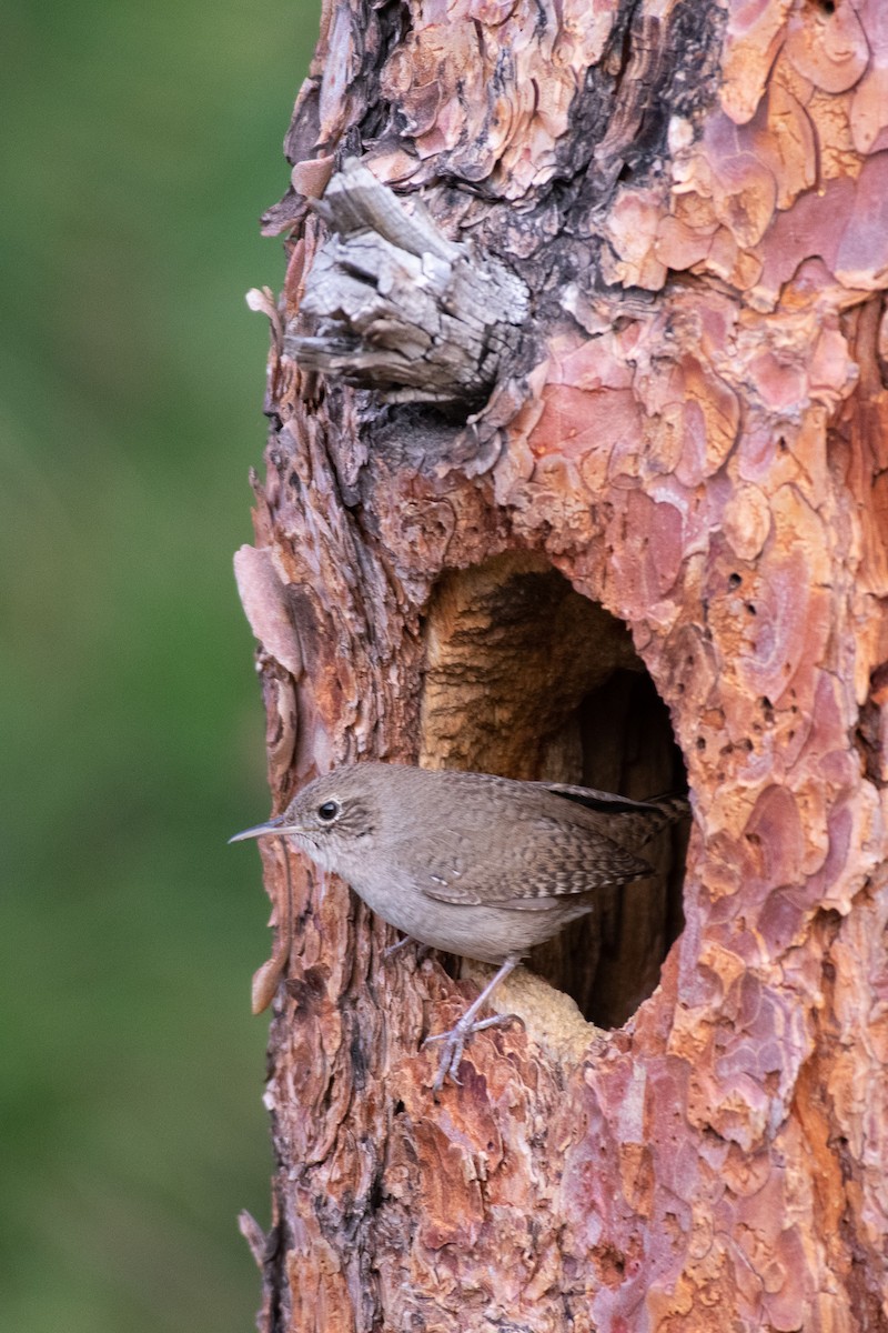 Northern House Wren - ML234200621