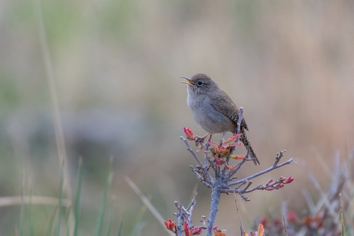 Northern House Wren - ML234200651
