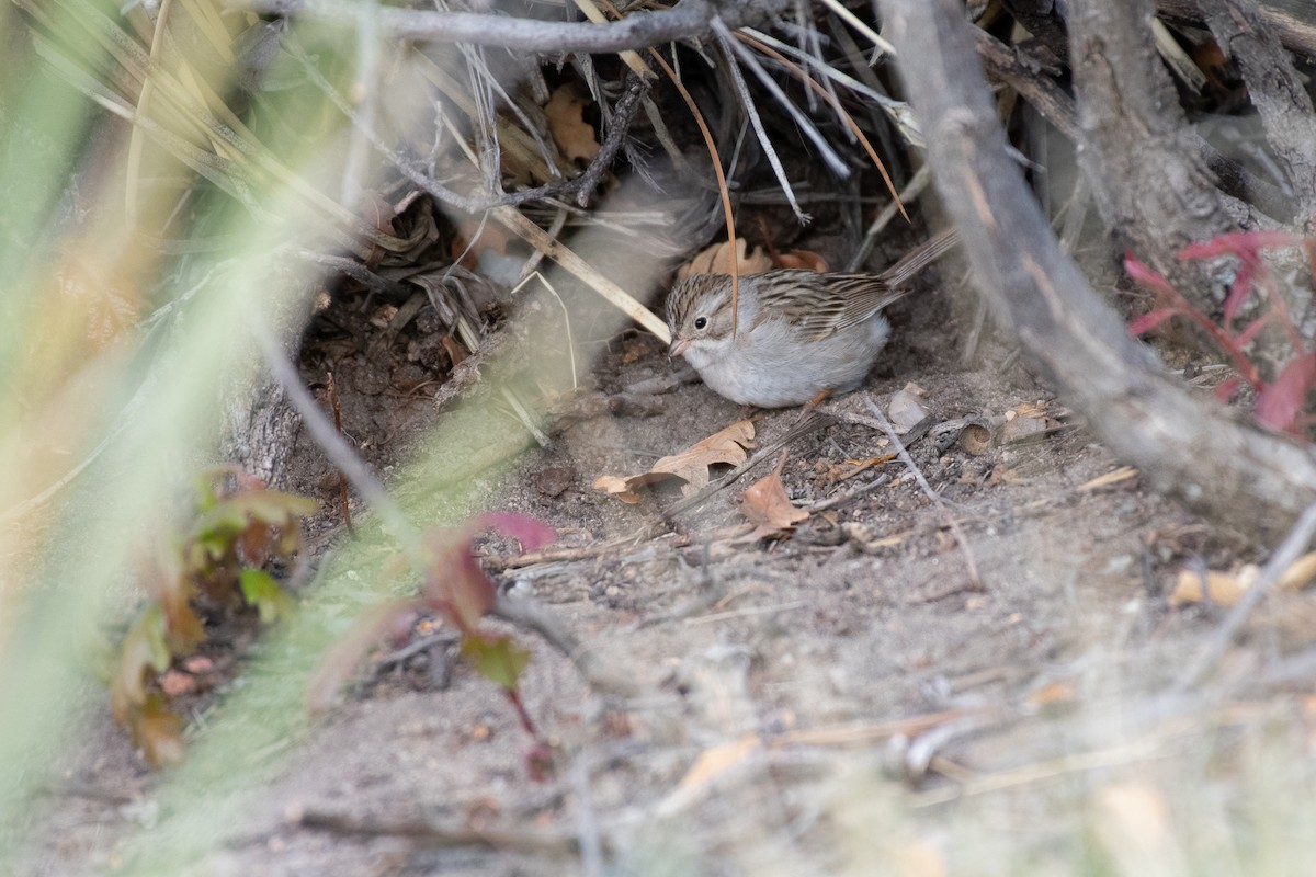 Brewer's Sparrow - ML234200691