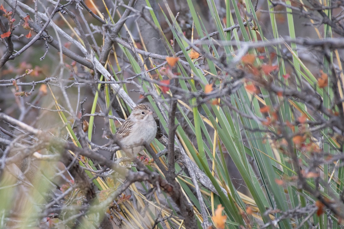 Brewer's Sparrow - ML234200731