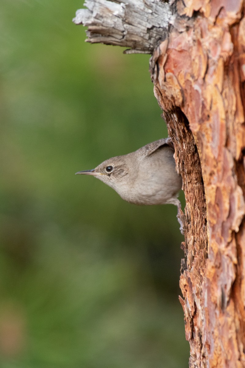 Northern House Wren - ML234200741