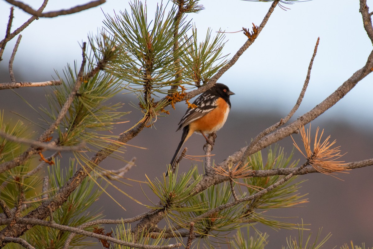 Spotted Towhee - ML234200801