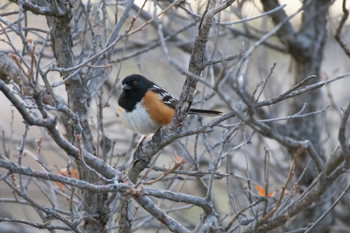 Spotted Towhee - ML234200811