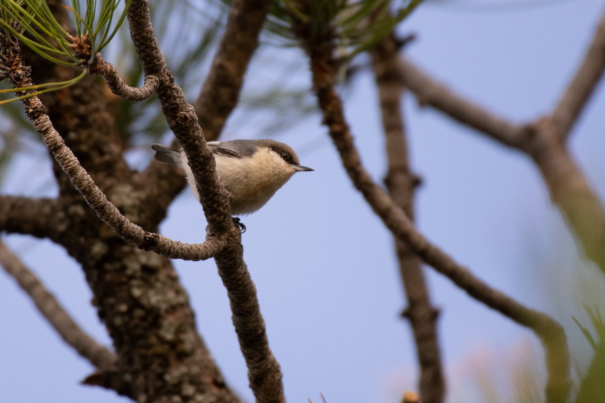 Pygmy Nuthatch - ML234200931