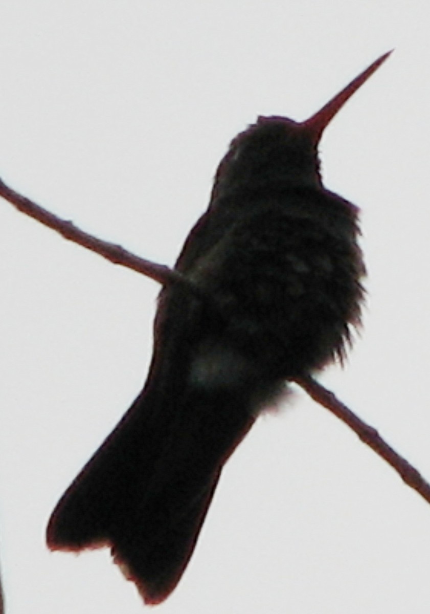 Broad-billed Hummingbird - ML23420111