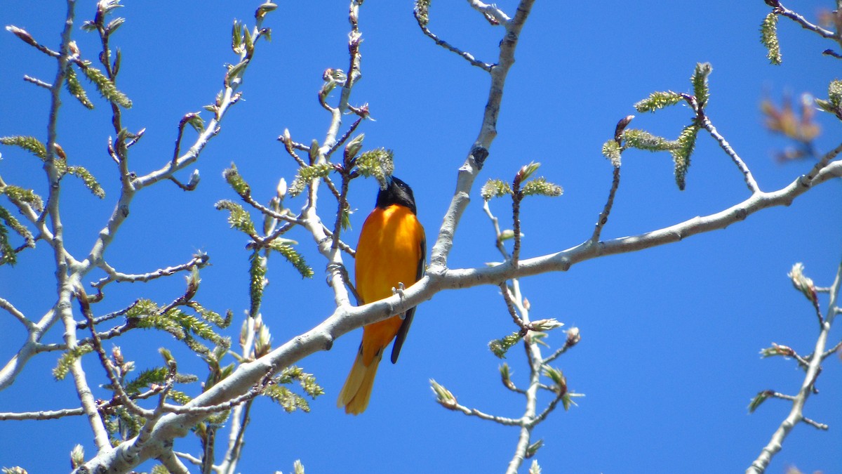 Baltimore Oriole - ML234202341