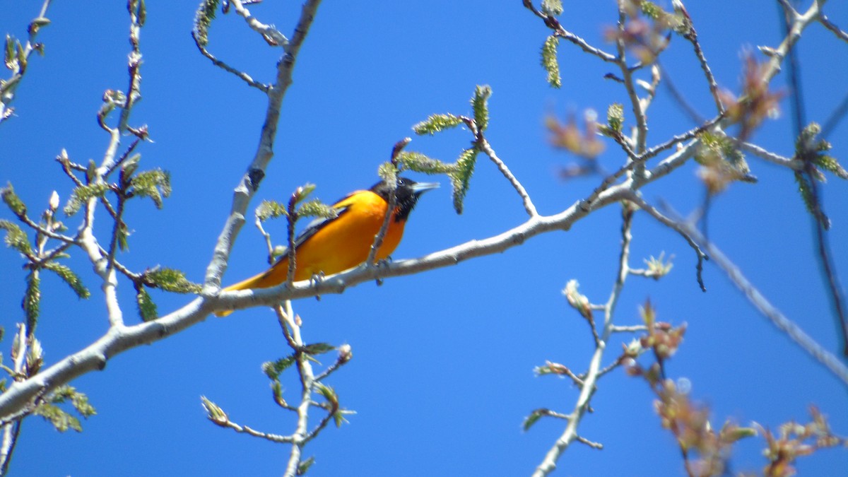 Baltimore Oriole - ML234202361