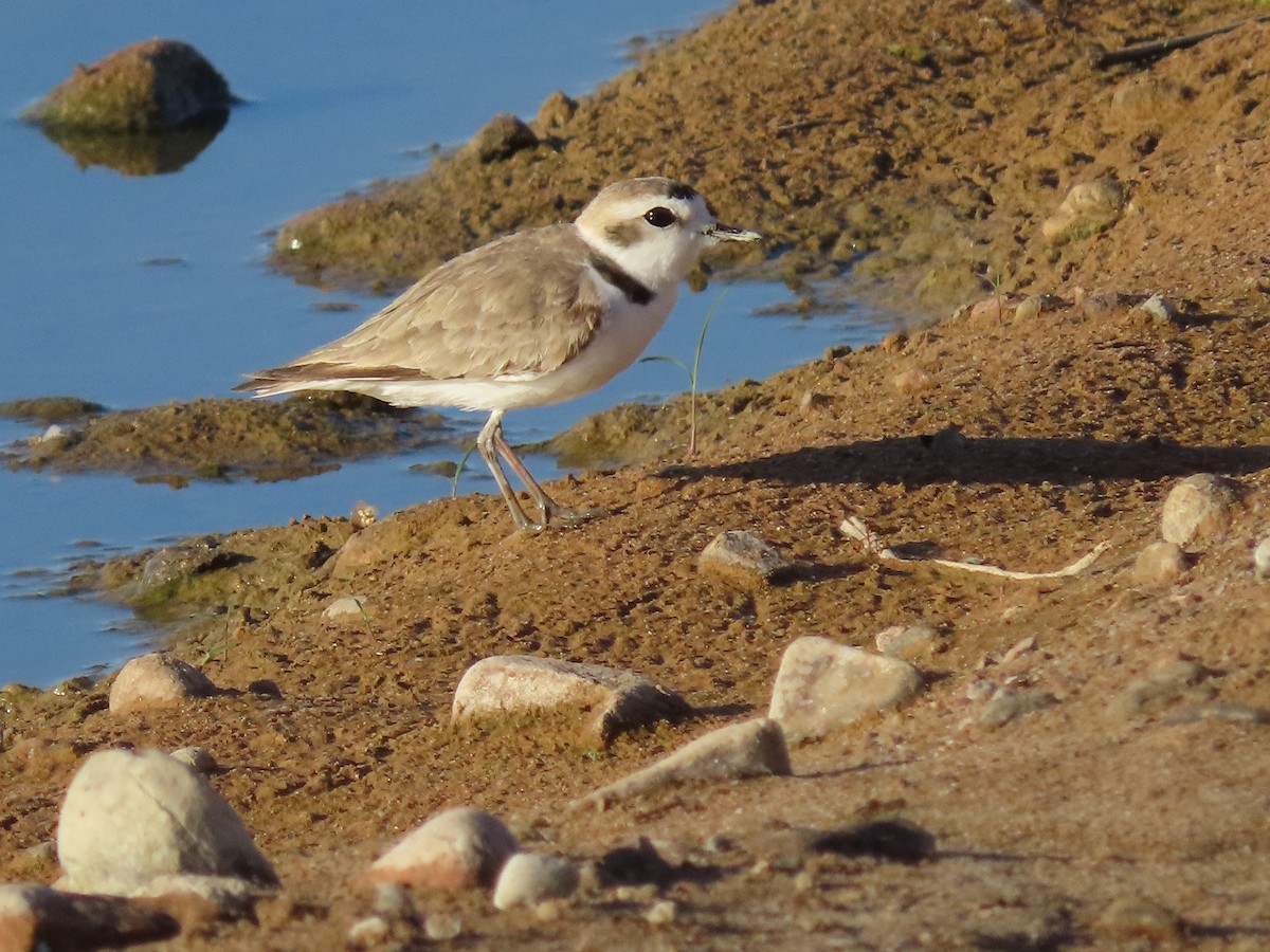 Snowy Plover - Anne (Webster) Leight