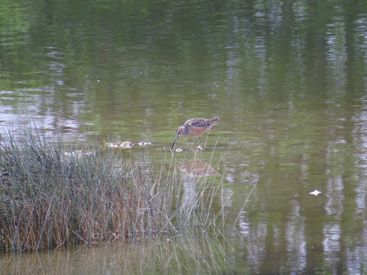 langnebbekkasinsnipe - ML234204921