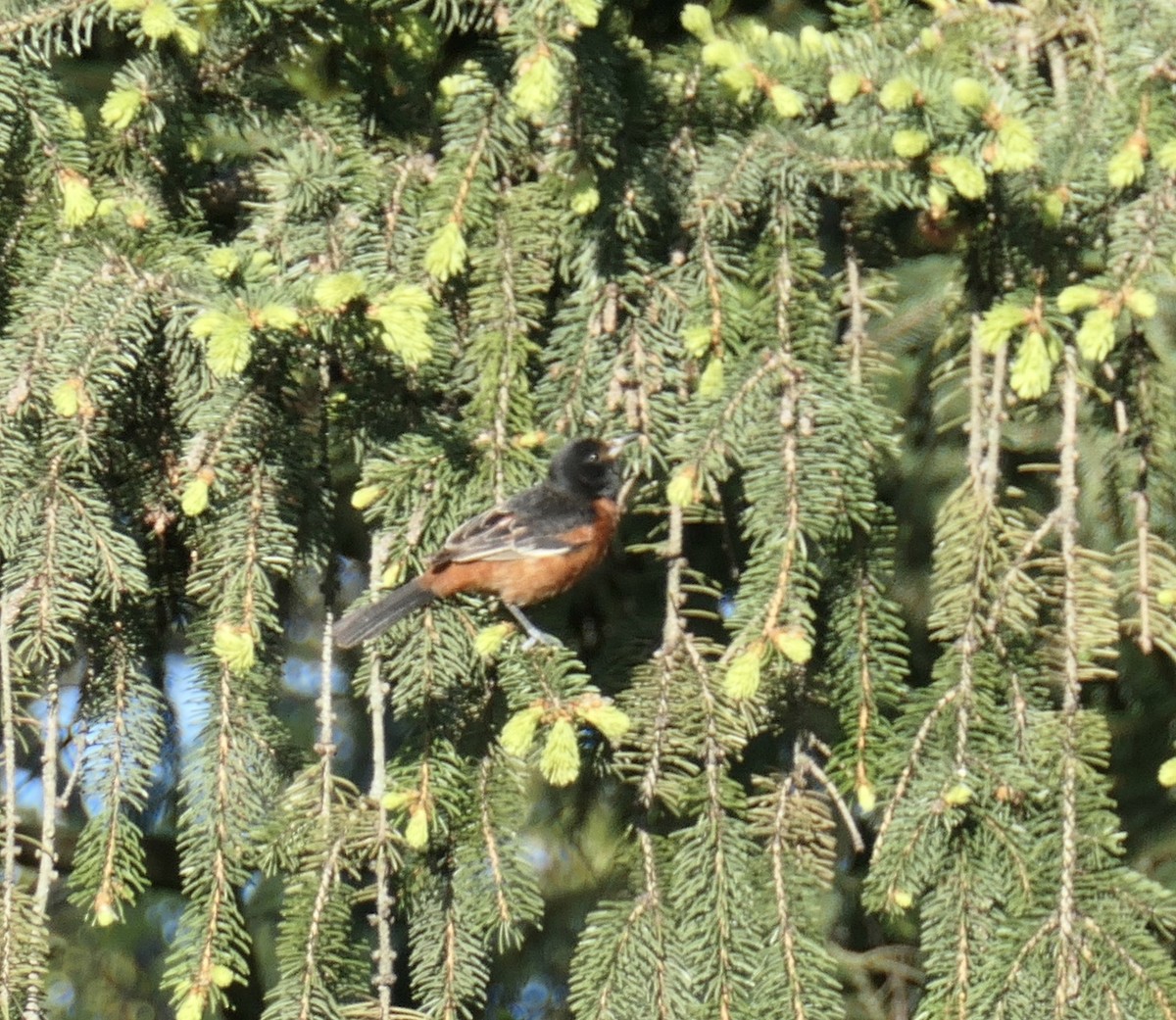 Orchard Oriole - ML234206921