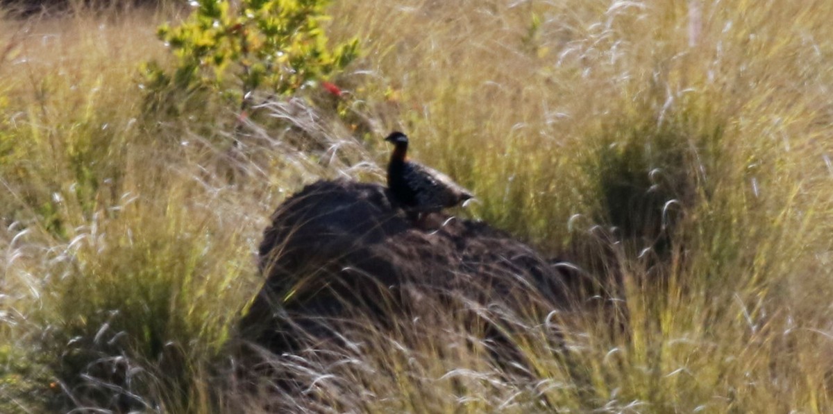 Black Francolin - ML234206981