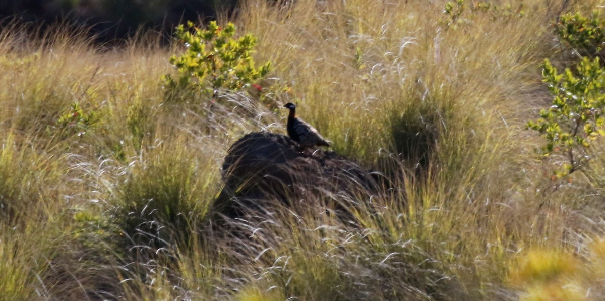 Black Francolin - ML234206991