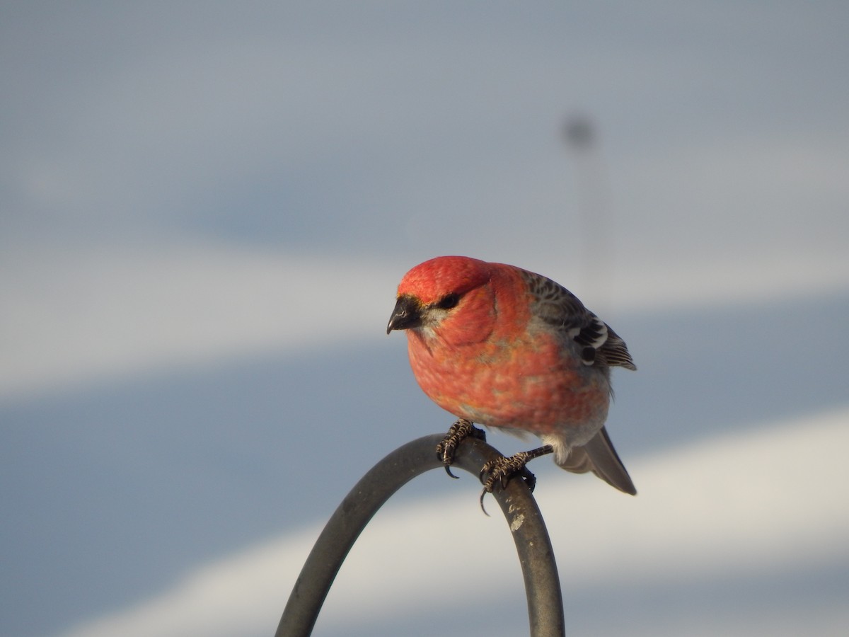 Pine Grosbeak - ML23420731