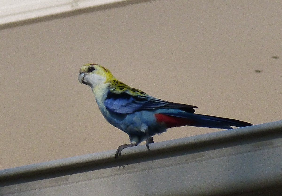 Pale-headed Rosella - ML23420751