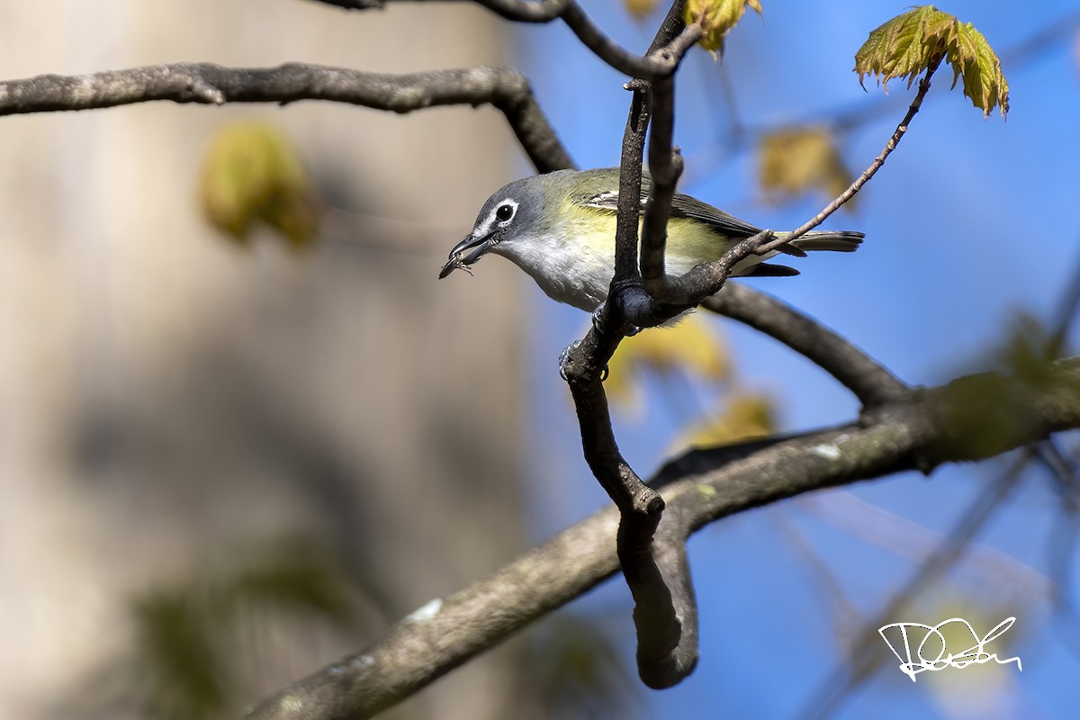 Blue-headed Vireo - ML234208191