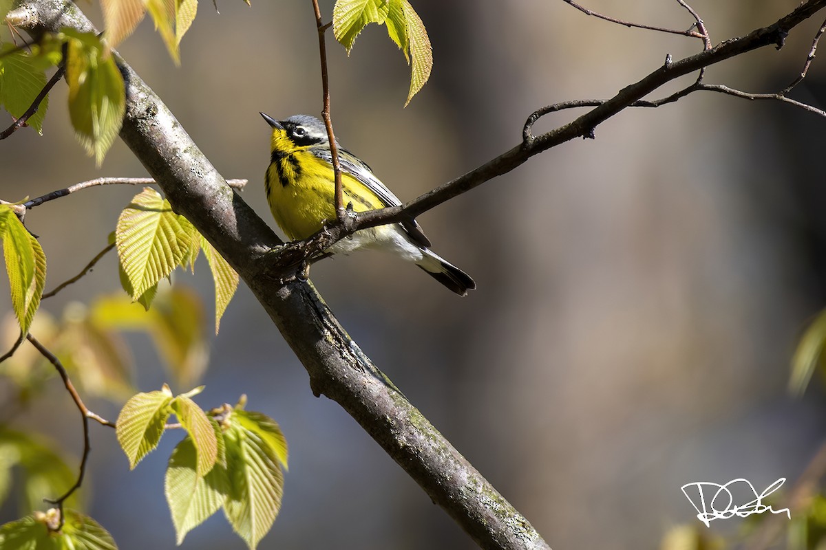 Magnolia Warbler - ML234208341