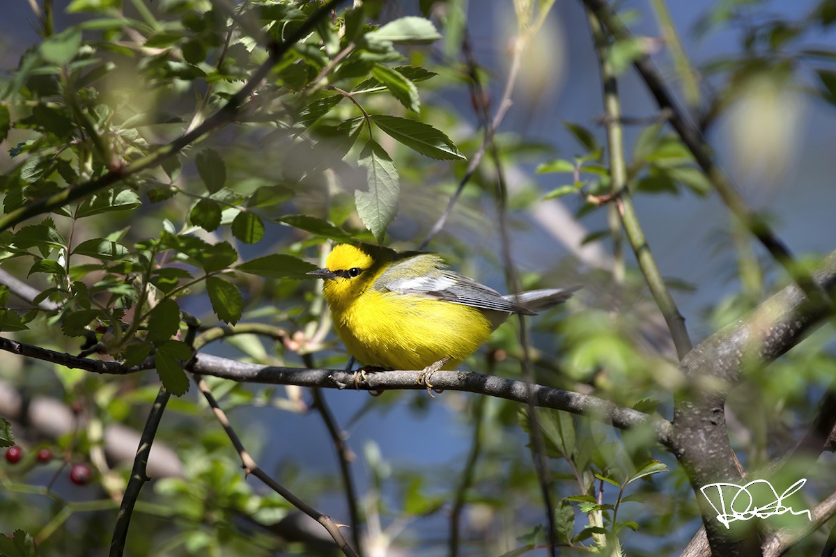 Blue-winged Warbler - ML234208411