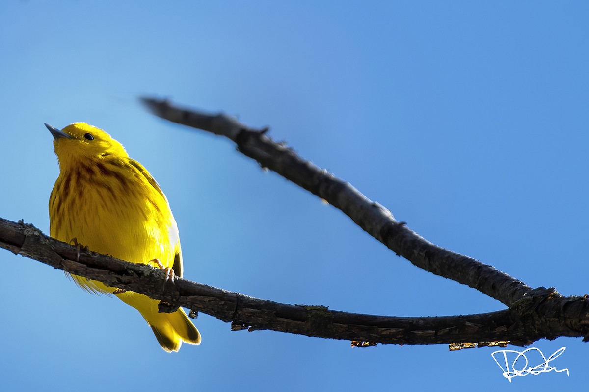 Northern Yellow Warbler - ML234208441