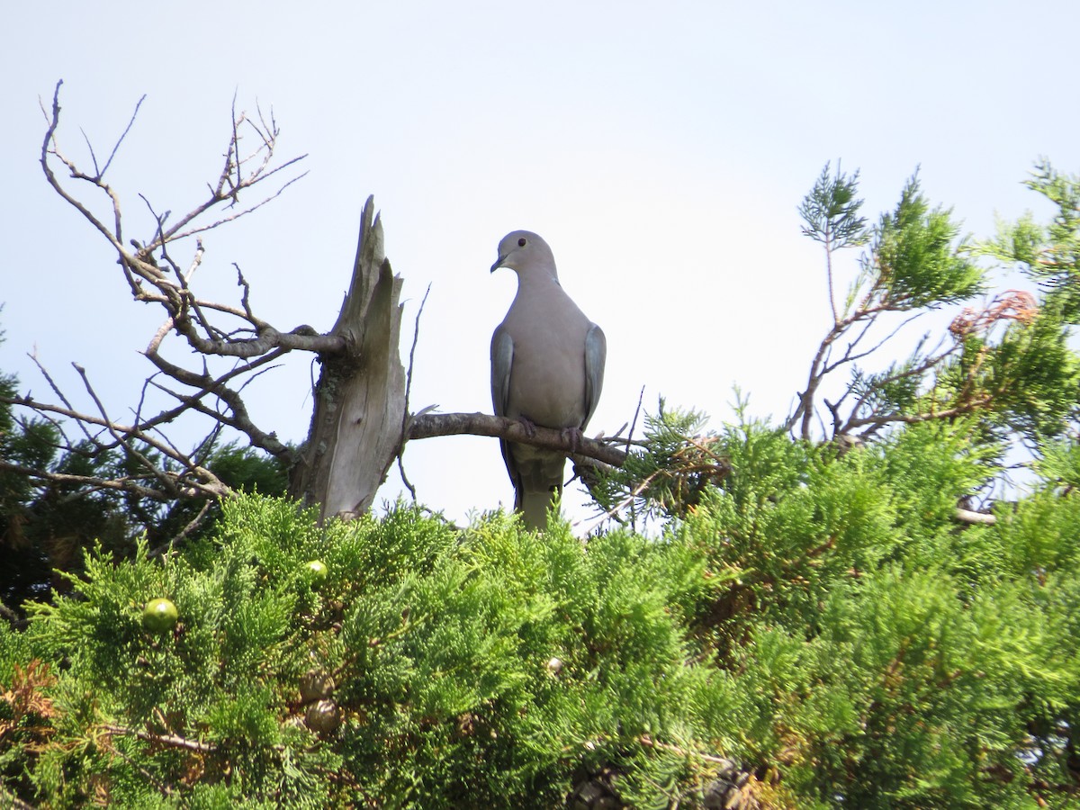 Eurasian Collared-Dove - ML234209491