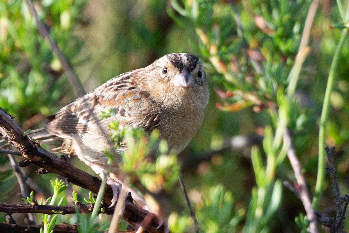 Grasshopper Sparrow - Evan Rasmussen