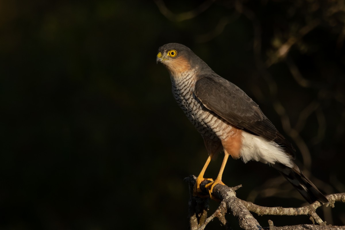 Sharp-shinned Hawk - ML234214901