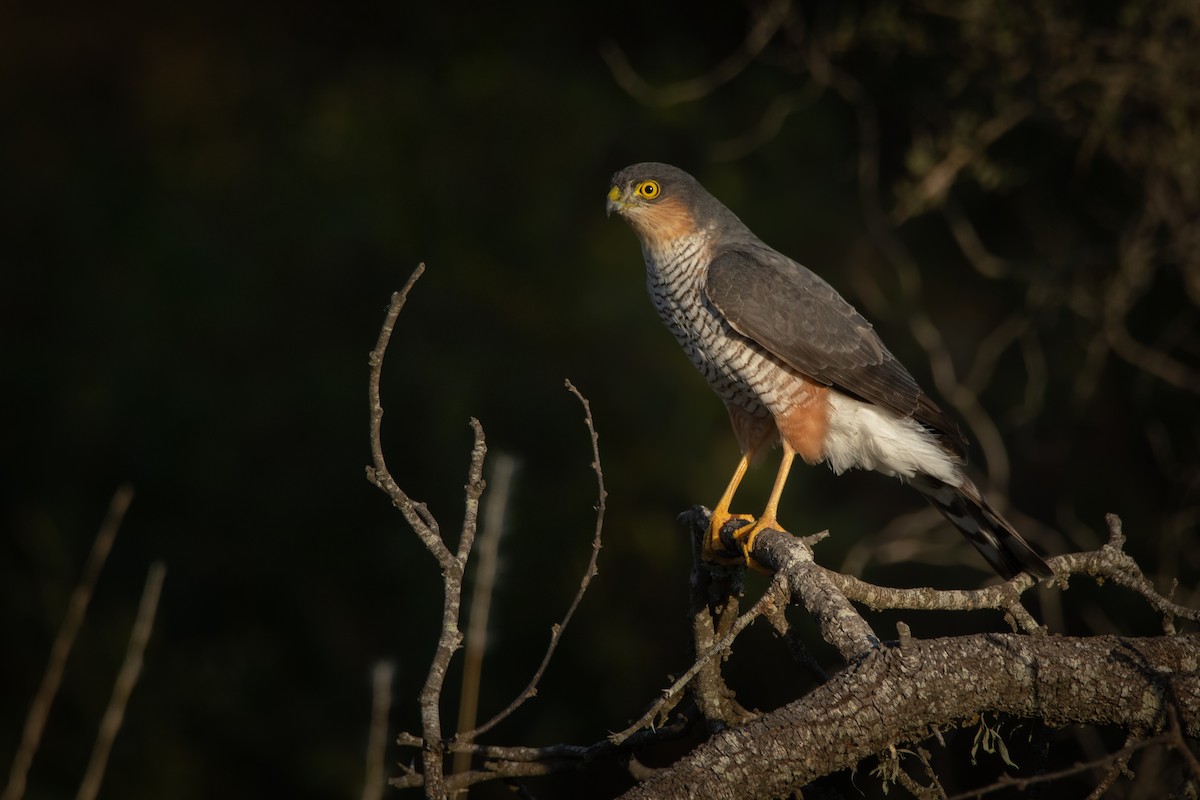 Sharp-shinned Hawk - ML234214921