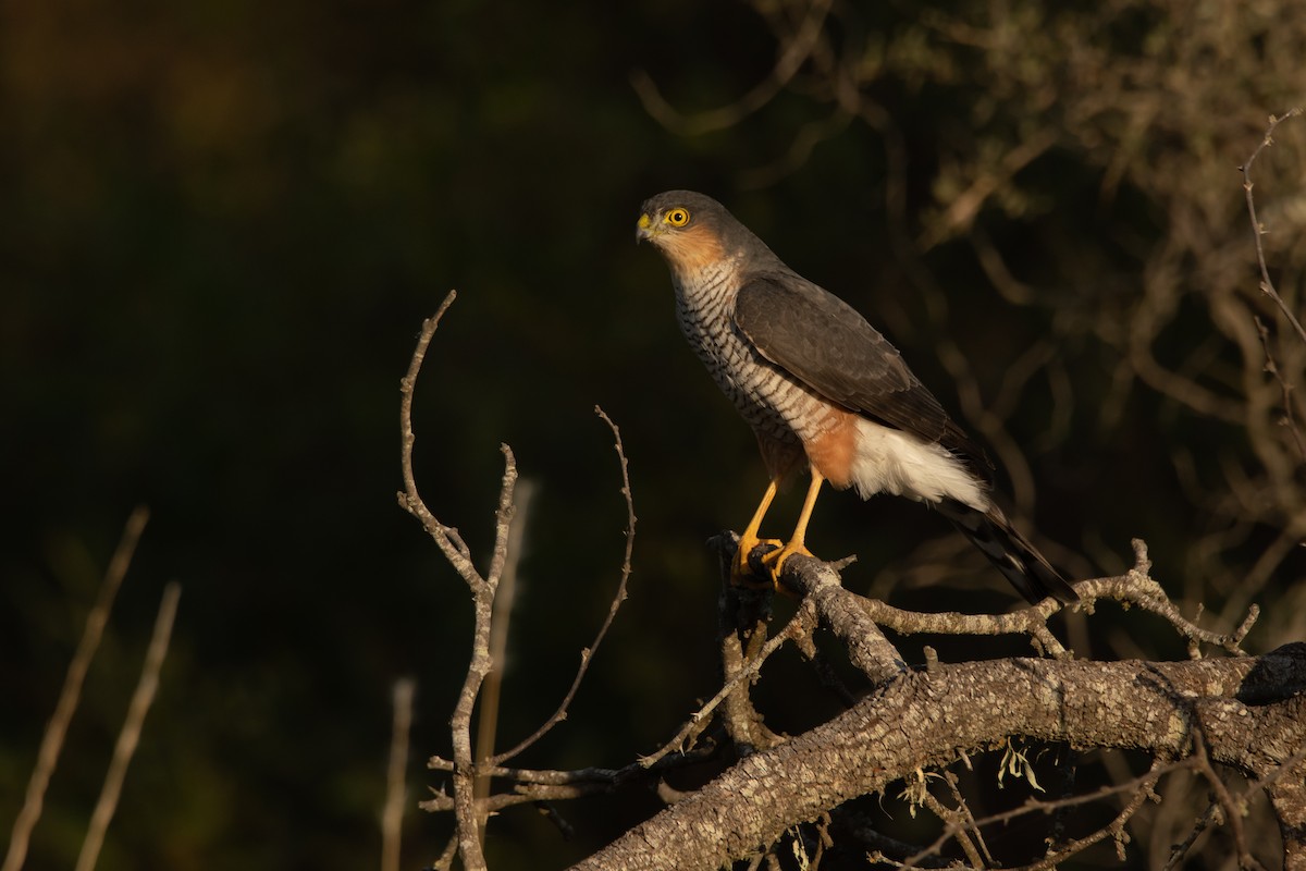 Sharp-shinned Hawk - ML234214941