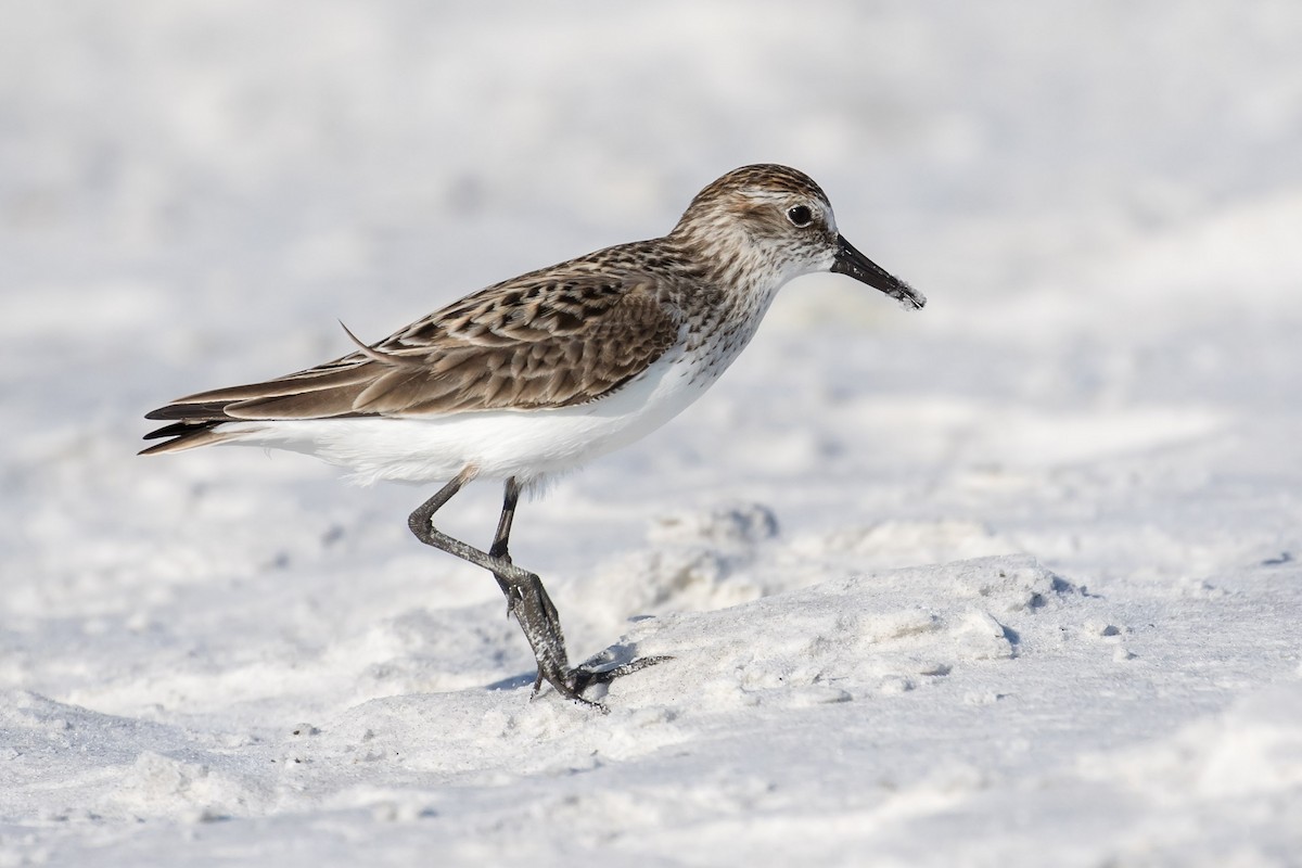 Semipalmated Sandpiper - Brett Hoffman