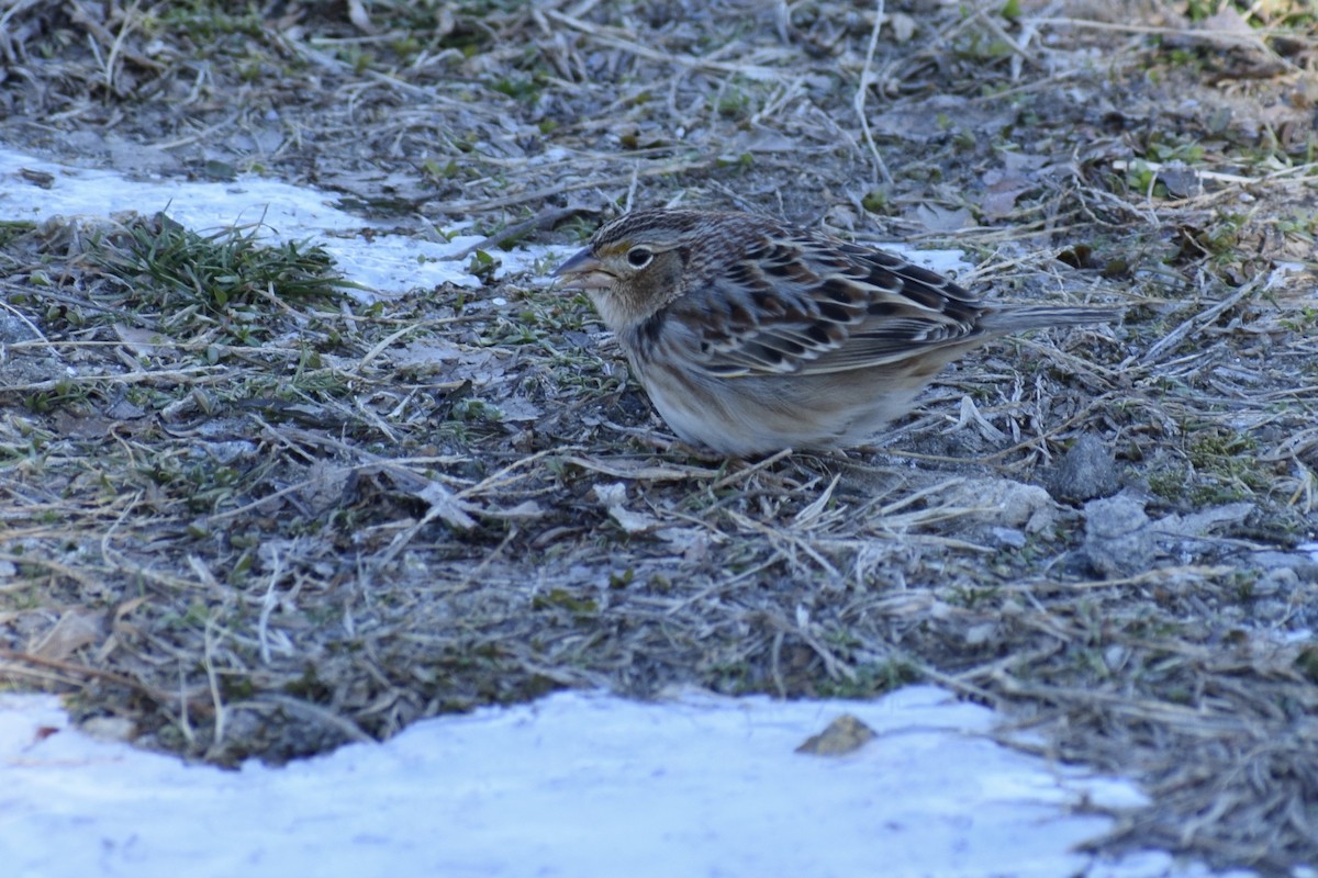 Grasshopper Sparrow - ML234217911