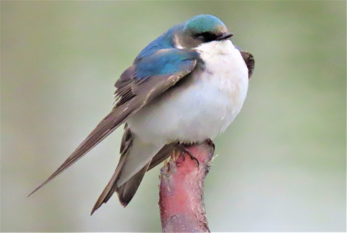 Tree Swallow - ML234224281