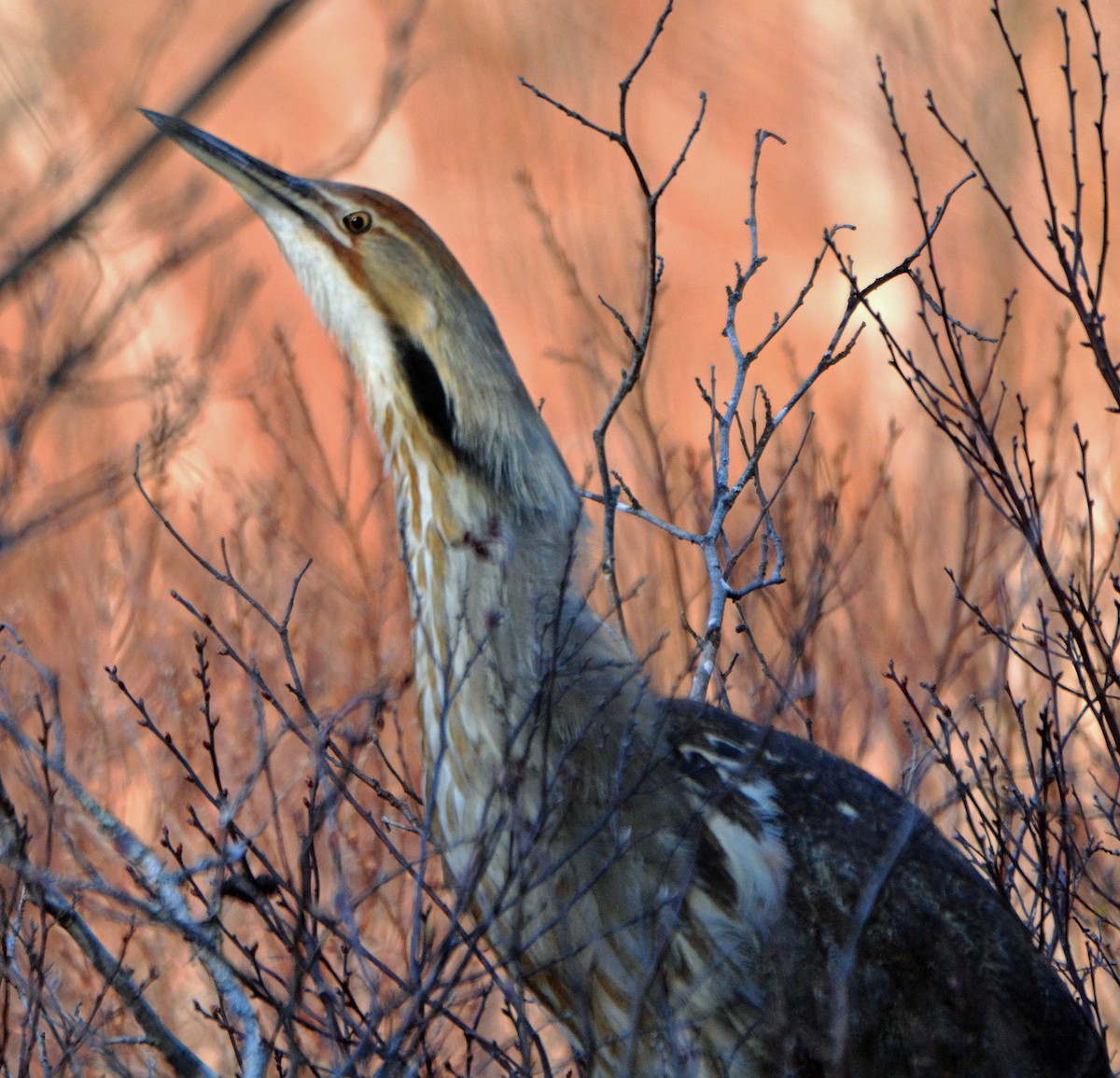 American Bittern - Michael J Good