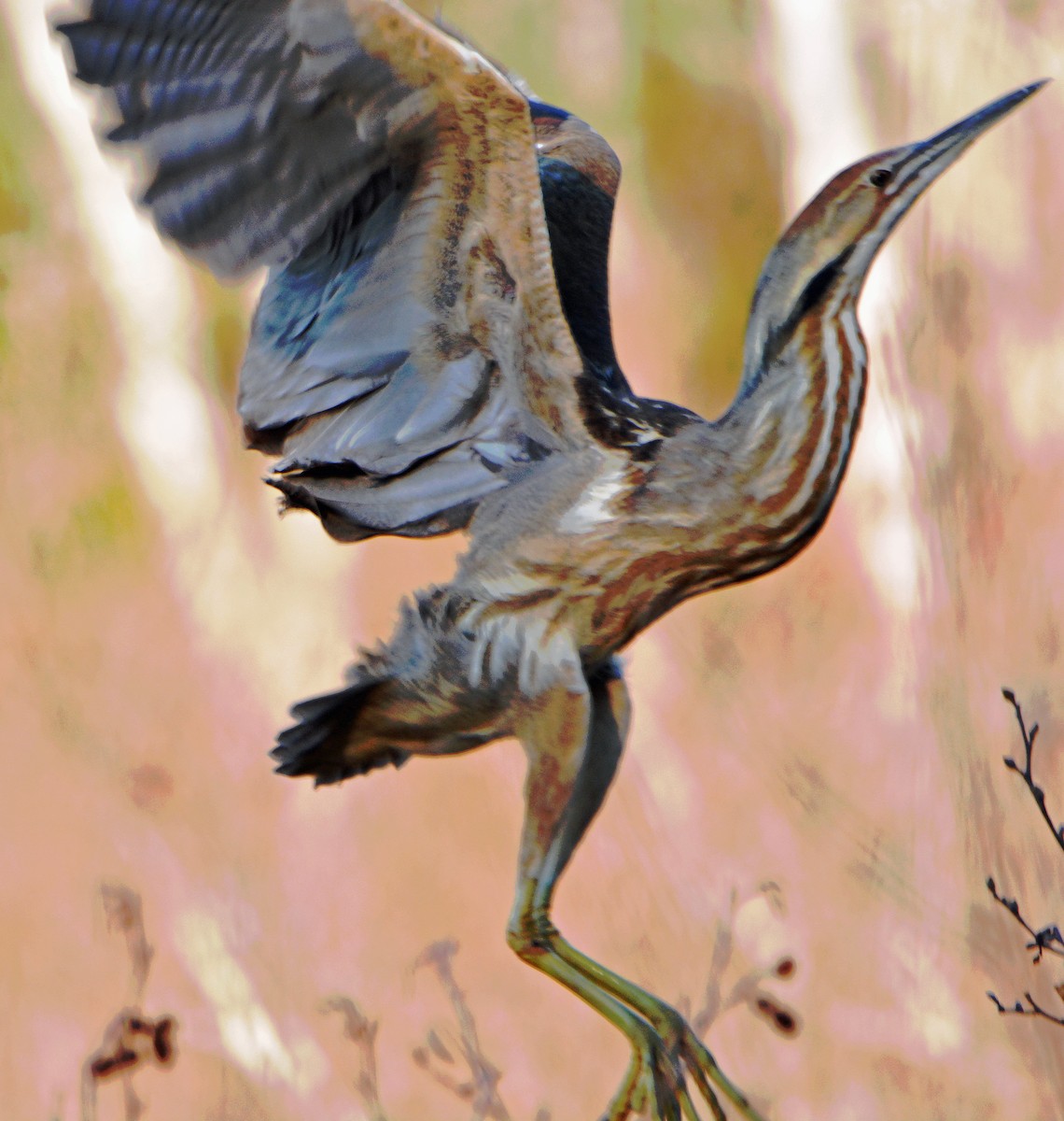 American Bittern - Michael J Good