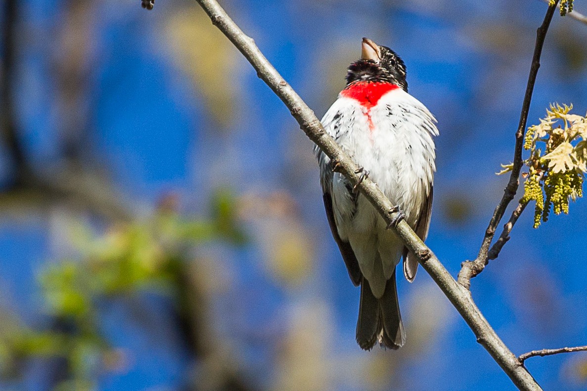 Rose-breasted Grosbeak - Julia Sheldon