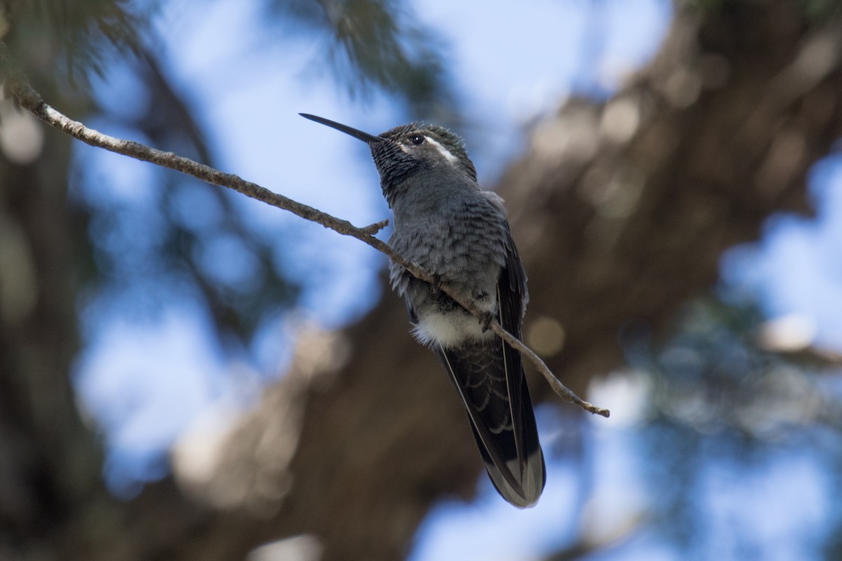 Blue-throated Mountain-gem - Mark Rosenstein