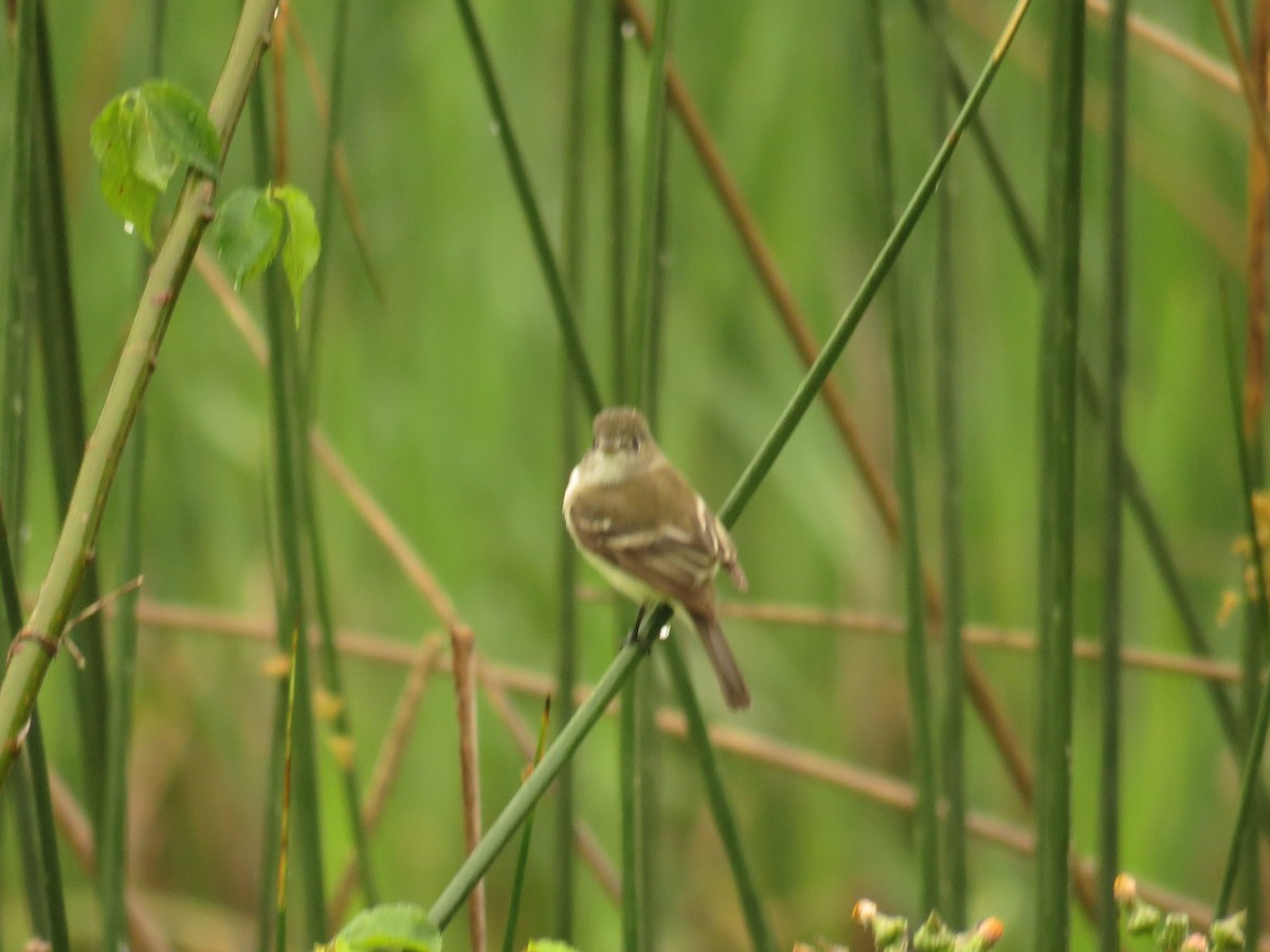 Alder Flycatcher - Lora Weber