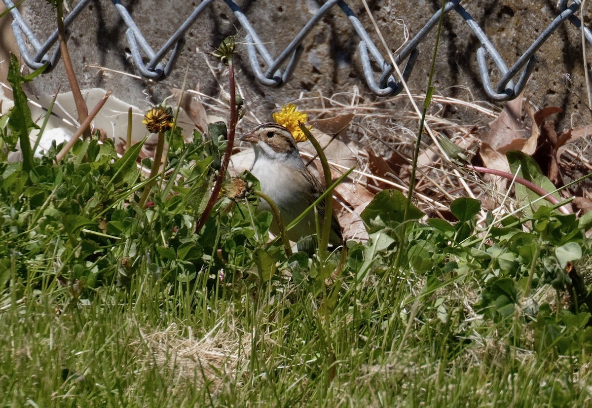 Clay-colored Sparrow - James Sawusch