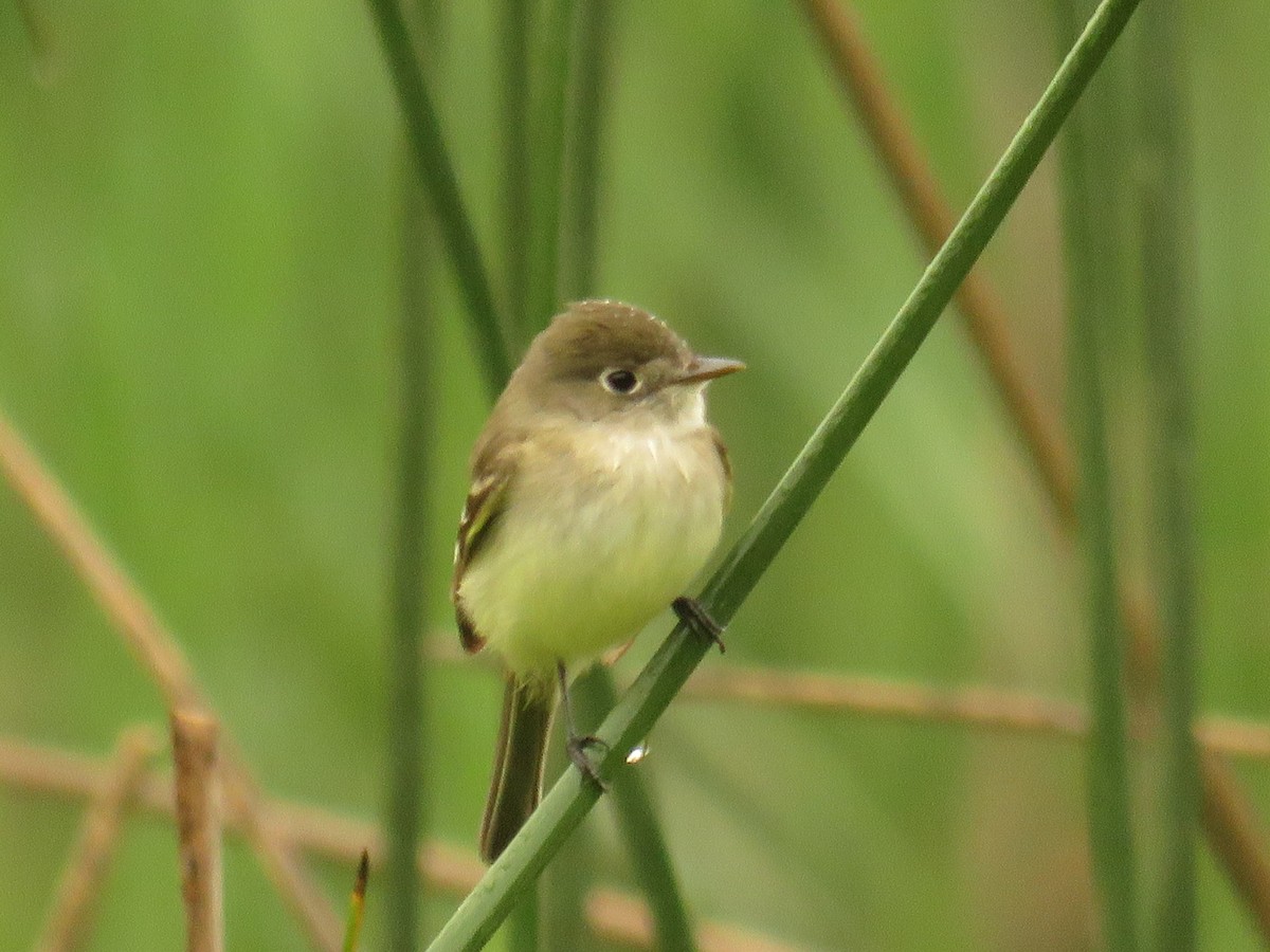 Alder Flycatcher - ML234230101