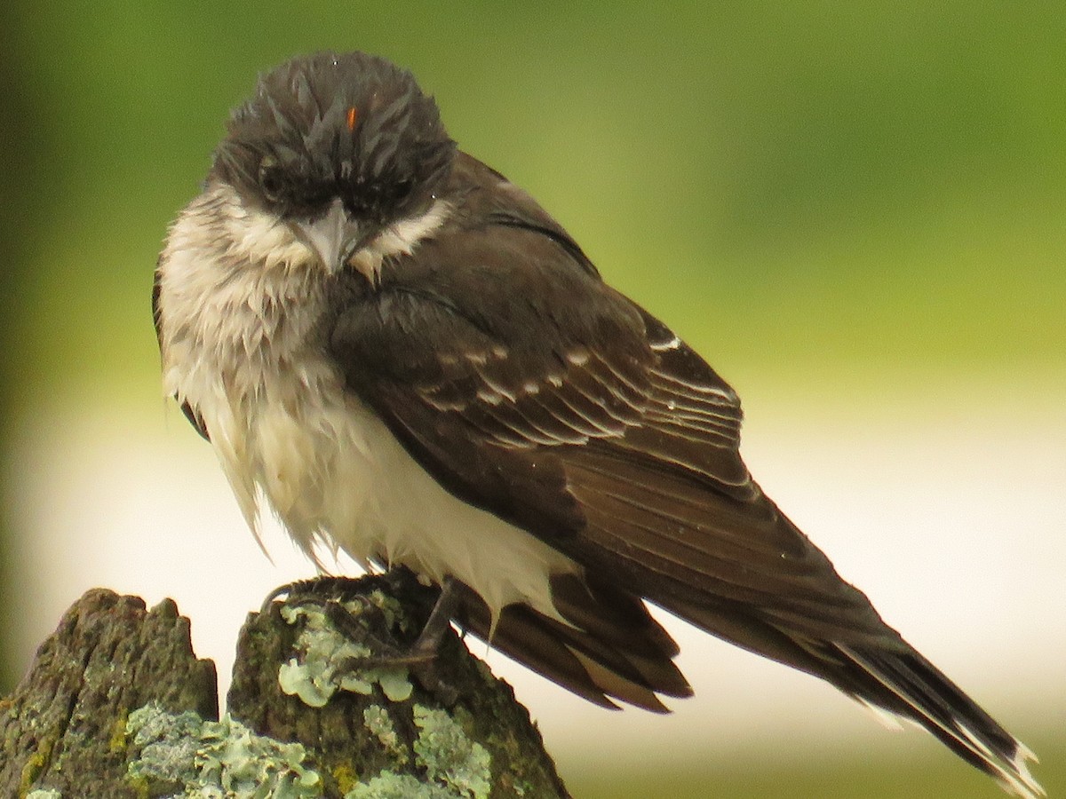 Eastern Kingbird - ML234230371