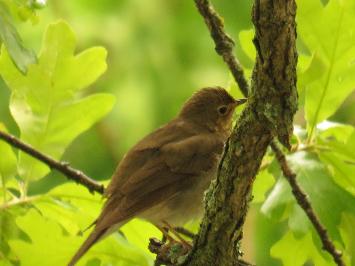 Swainson's Thrush - ML234230691