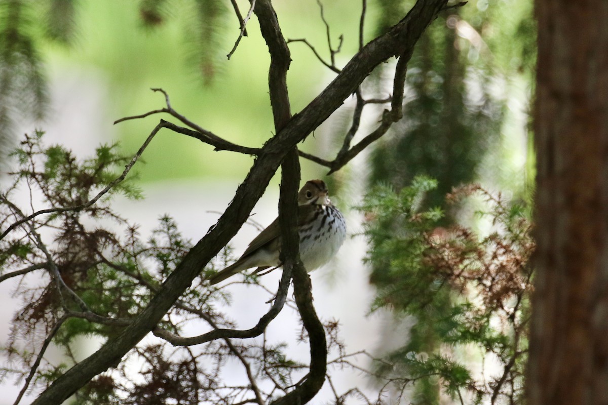 Ovenbird - ML234230821