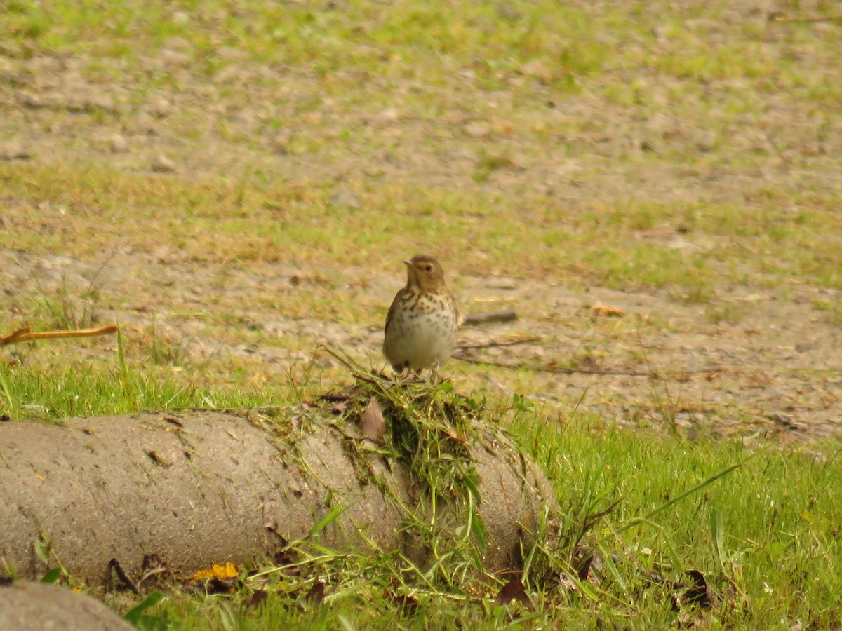 Swainson's Thrush - ML234230911