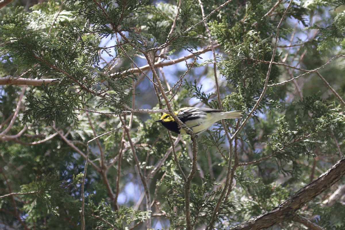 Black-throated Green Warbler - Andy Sanford