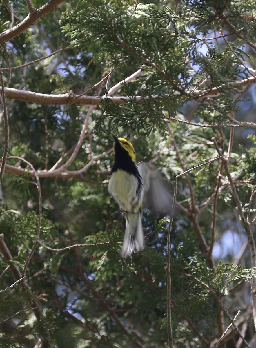 Black-throated Green Warbler - ML234231091