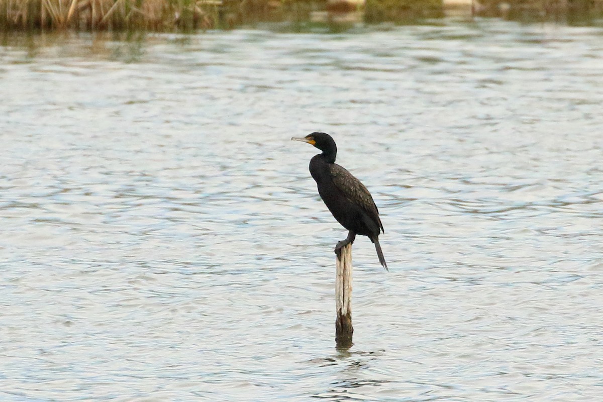 Cormoran à aigrettes - ML234231751