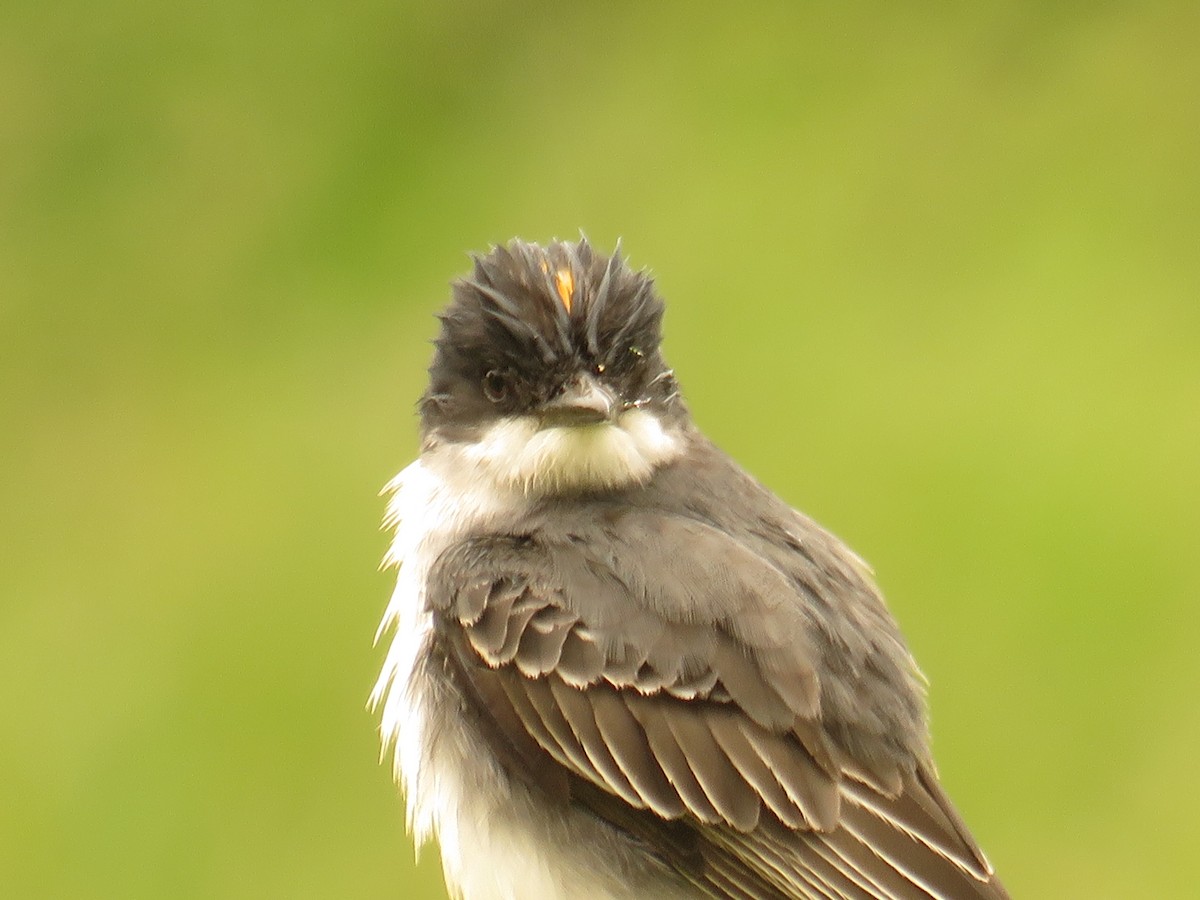 Eastern Kingbird - Lora Weber