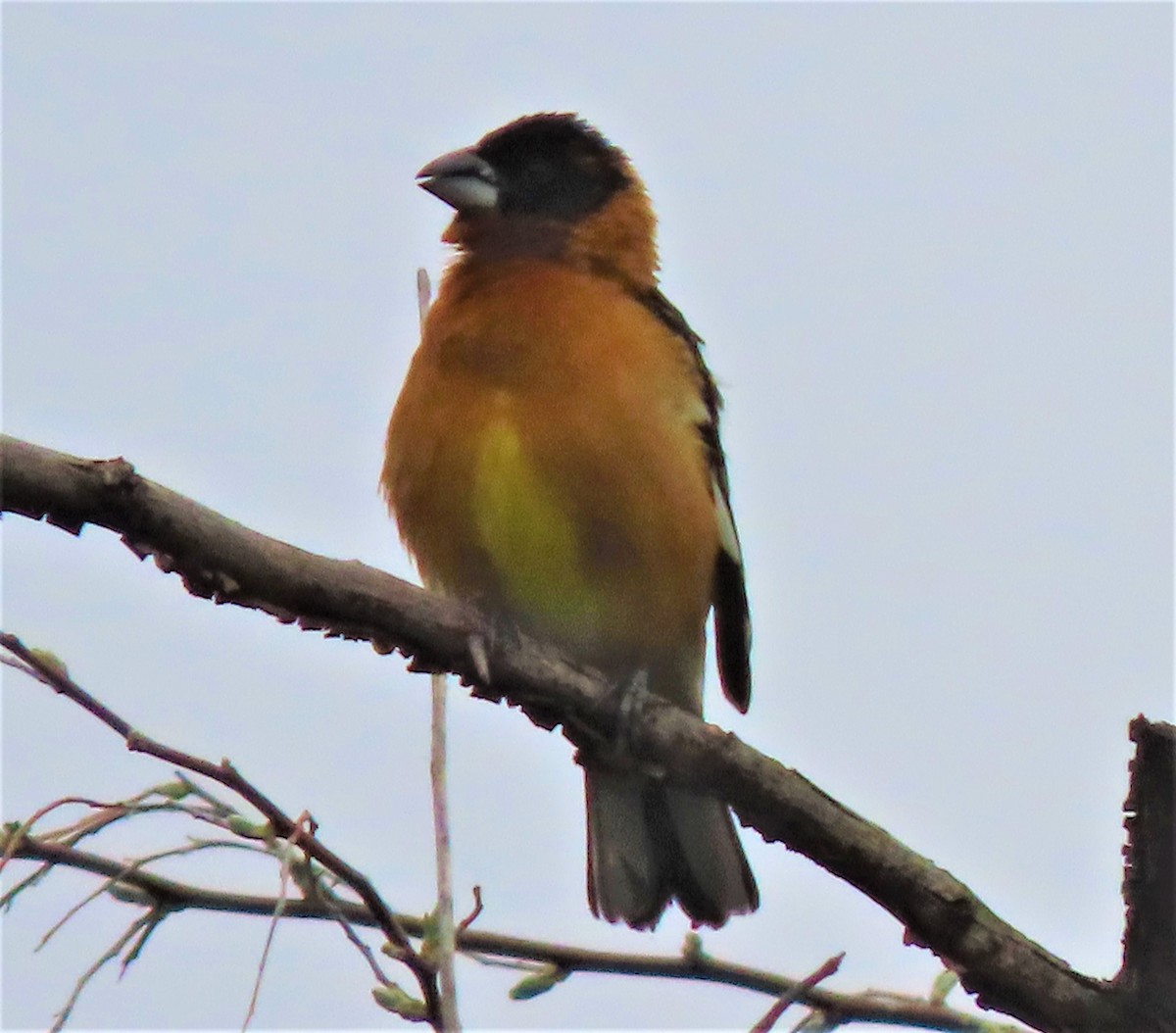 Black-headed Grosbeak - ML234232541