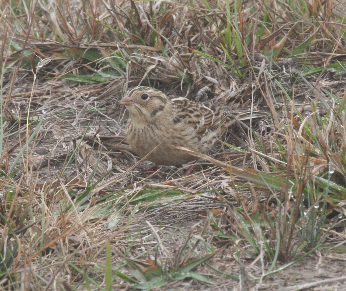 Smith's Longspur - ML234235181